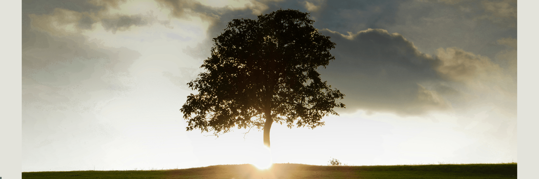 Tree in the field with sun shining behind it and clouds in the background